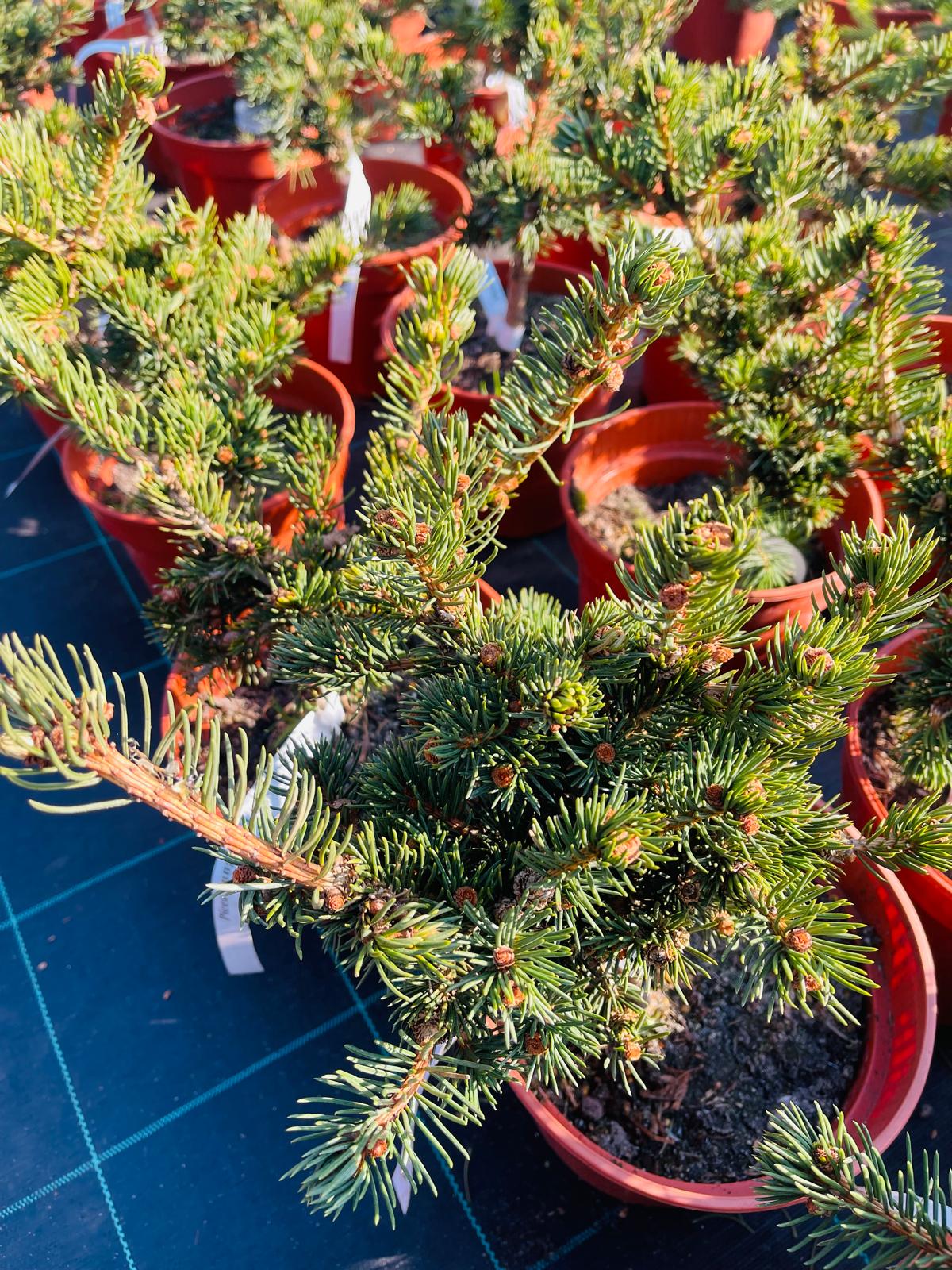 plant035 - Szkółka Ula Milczanowska